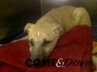 Lusernetta: 2 cuccioli sgozzati trovati in un cassonetto, la femmina è viva