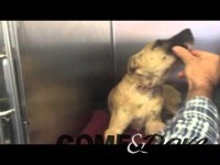 SPECIALE: il veterinario Fulvio Chiabrando racconta la vicenda della cucciola Bruna