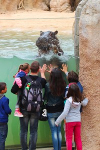 ZoomTorino_HippoUnderwater_1 (23)