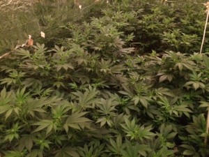 marijuana 2