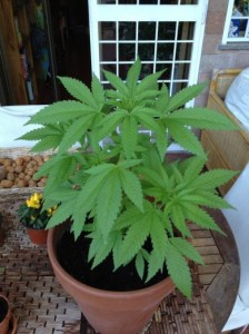 marijuana