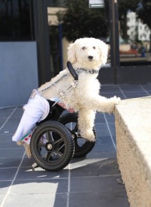 cane disabile