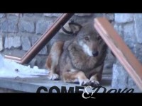VIDEO | Il salvataggio della lupa ferita ad Usseaux