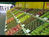 VIDEO | L’economia di Bibiana punta sul kiwi