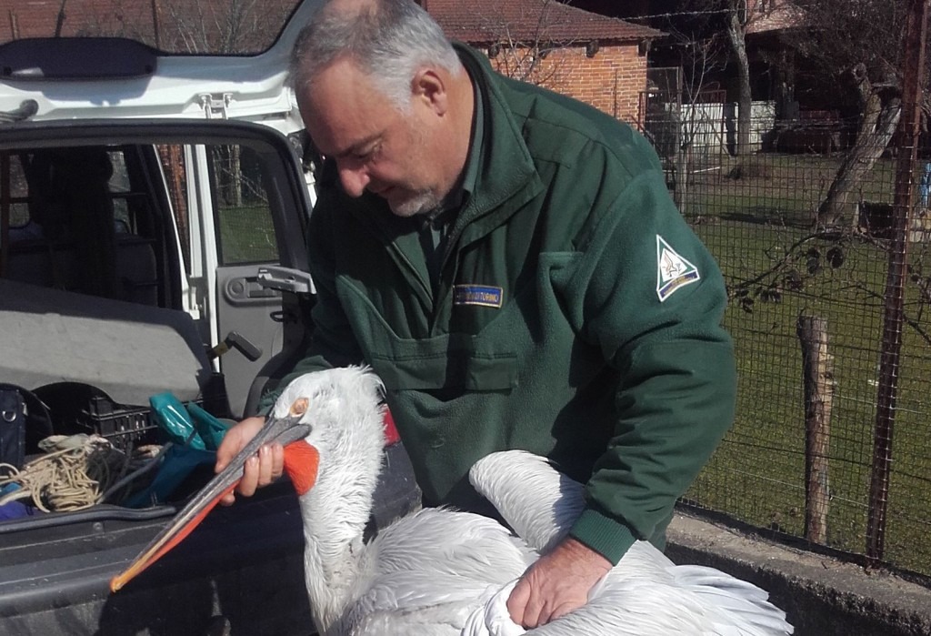 Recuperato fra None e Airasca il pellicano avvistato già nelle scorse settimane