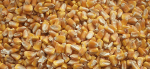 Essiccatoi-mais-cereali-975x450