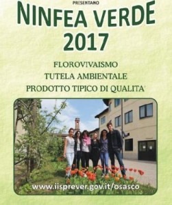 ninfea verde