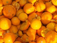 Arrivano all’Acea  di Pinerolo le arance del carnevale di Ivrea e diventano compost