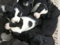 Trovati ad Airasca 10 cuccioli abbandonati
