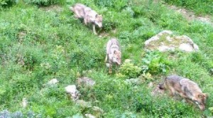 Gregge incustodito attaccato dai lupi ad Usseaux