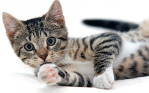 Pinerolo,  dalla parte degli animali con la presentazione del libro “Il dolore degli innocenti”