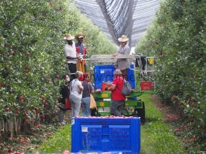 VIDEO | I sindacati denunciano: “Per i braccianti di colore la paga è di un euro in meno”