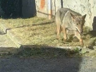 VIDEO | Un lupo per le vie di Abbadia Alpina, frazione di Pinerolo