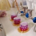 laboratorio_analisi