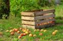 raccolta frutta