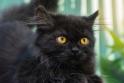 gatto nero