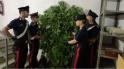 Le piante di marijuana sequestrate
