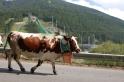 Miss Mucca Pragelato_2