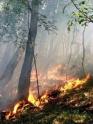 incendio bosco