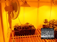 Perosa Argentina: due arresti per detenzione ai fini di spaccio