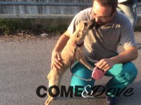 La cagnolina Bruna ha trovato una nuova casa