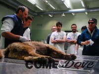 Un lupo investito ad Airasca