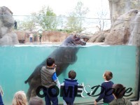 A Zoom Torino il primo habitat italiano con visione subacquea degli ippopotami