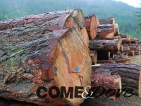 Edilizia e legno: nuove prospettive di mercato