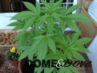 Coltivare marijuana non sarà più reato