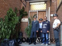 A Cercenasco piante di canapa indiana alte 2 metri