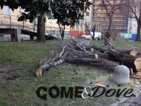 Pinerolo caduto il grande pioppo dell’ospedale