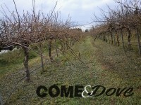 I kiwi a Campiglione Fenile