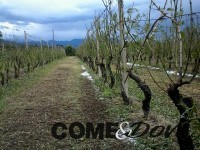 Le viti rovinate dalla grandine a Campiglione Fenile