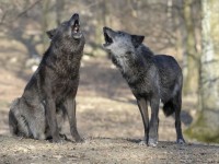 Ancora un attacco di lupi a Villar Pellice, uccisi una pecora e un agnello