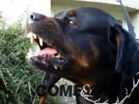 Arrestato aizza il cane contro i carabinieri
