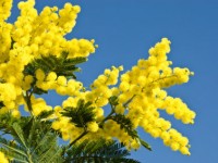 8 marzo e dintorni: donne che … ricamano