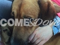 Serafino, da Brindisi al Pinerolese cerca casa