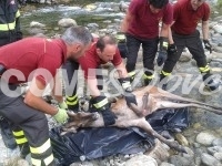 Abbadia Alpina, recuperato cervo morto