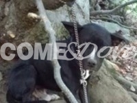 Cucciolo abbandonato nel bosco