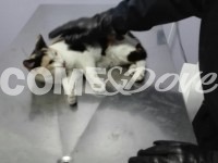 I carabinieri portano in salvo una gattina