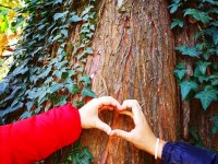 Festa dell’Albero: il futuro non si brucia
