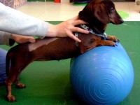 La fisioterapia a 4 zampe