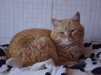 Credono che il gatto investito sia morto e lo buttano nel cassonetto, ma lui si riprende