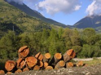 Pinerolese: 14 Imprese locali aderiscono al Pefc per la gestione forestale del legno locale