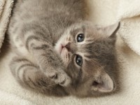 A Pinerolo iniziative per la “Settimana del gatto”