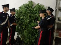 Le piante di marijuana sequestrate