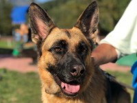 A Pomaretto con la pet therapy il cane aiuta l’anziano ammalato