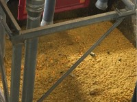 A Pinerolo le arance di Ivrea diventano concime bio