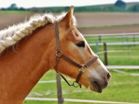 Concorso Ippico Nazionale di Volteggio Equestre ottimi risultati per l’Asd C.s.e di Pinerolo G.i.r.