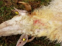 Lupi a Cumiana fanno strage di pecore